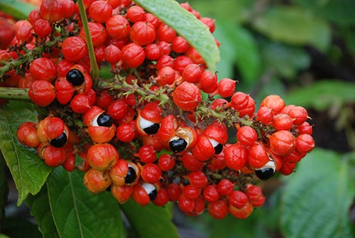 Get to know Our Guarana